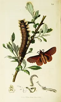 Salix: Curtis British Entomology Plate 24