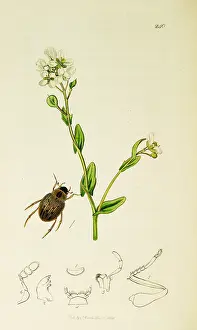 Scurvy: Curtis British Entomology Plate 240