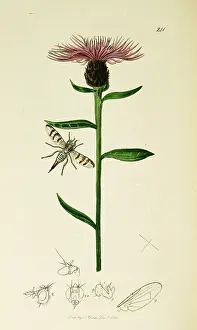 Nigra: Curtis British Entomology Plate 241