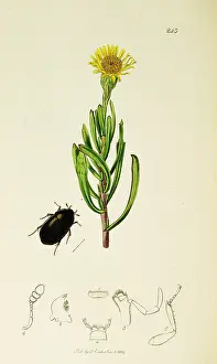 Leaved: Curtis British Entomology Plate 243