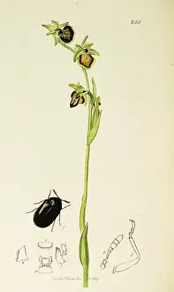 Serra: Curtis British Entomology Plate 244