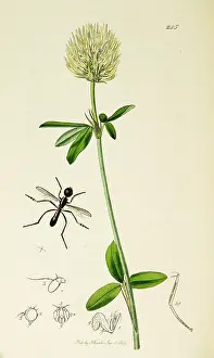 Footed: Curtis British Entomology Plate 245