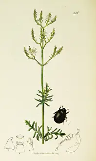 Portugese: Curtis British Entomology Plate 246
