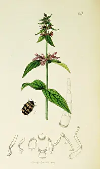 Palustris: Curtis British Entomology Plate 247