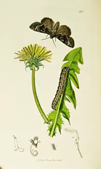 Brocade: Curtis British Entomology Plate 248