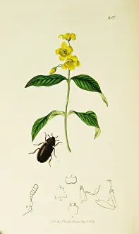 Punctatus: Curtis British Entomology Plate 250