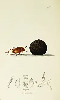 Tuber: Curtis British Entomology Plate 251