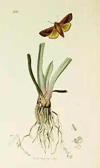 Rosy: Curtis British Entomology Plate 252