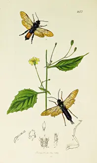 Destroying: Curtis British Entomology Plate 253