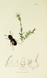 Arvense: Curtis British Entomology Plate 254