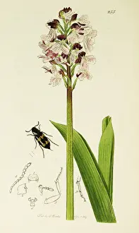 Fusca: Curtis British Entomology Plate 255