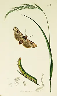 Sylvaticus: Curtis British Entomology Plate 256