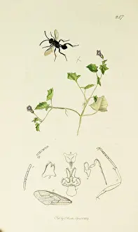 Footed: Curtis British Entomology Plate 257