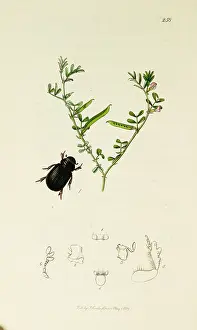 Asper: Curtis British Entomology Plate 258