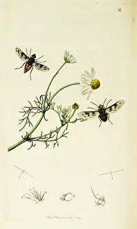 Snipe: Curtis British Entomology Plate 26