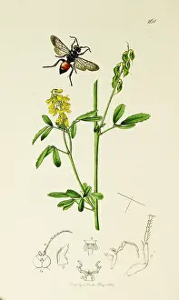 Officinalis: Curtis British Entomology Plate 261