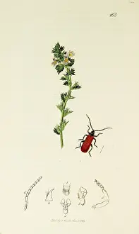 Officinalis: Curtis British Entomology Plate 263