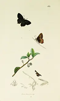 Thecla: Curtis British Entomology Plate 264