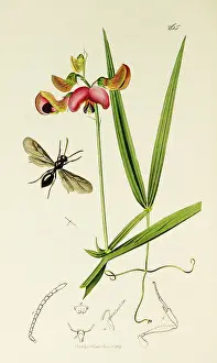 Sylvestris: Curtis British Entomology Plate 265