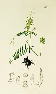 Vernalis: Curtis British Entomology Plate 266
