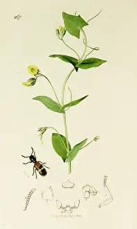 Lathyrus: Curtis British Entomology Plate 267
