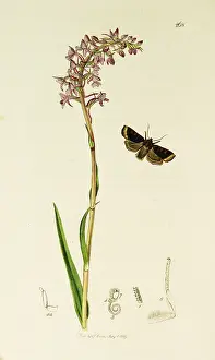 Orchis: Curtis British Entomology Plate 268