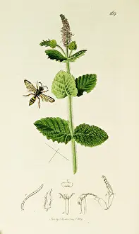 Mint: Curtis British Entomology Plate 269