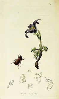 Pulsatilla: Curtis British Entomology Plate 27