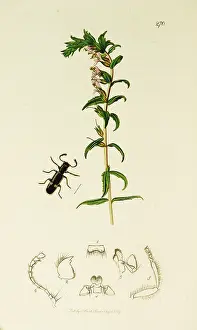 Fasciatus: Curtis British Entomology Plate 270