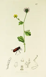 Capuchin: Curtis British Entomology Plate 271