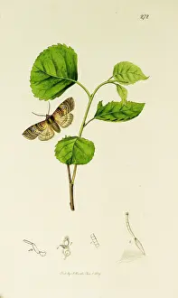 Eighty: Curtis British Entomology Plate 272