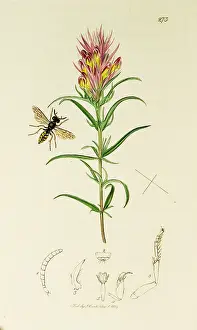 Arvense: Curtis British Entomology Plate 273