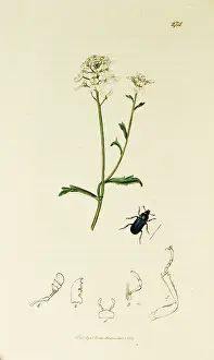 Mainland: Curtis British Entomology Plate 274