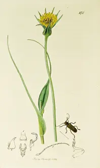 Omitted: Curtis British Entomology Plate 275