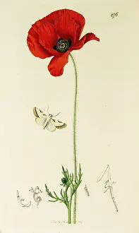 Despite: Curtis British Entomology Plate 276