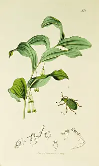Speciosus: Curtis British Entomology Plate 278