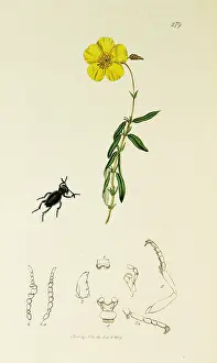 Cistus: Curtis British Entomology Plate 279