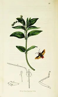 Hemiptera: Curtis British Entomology Plate 28