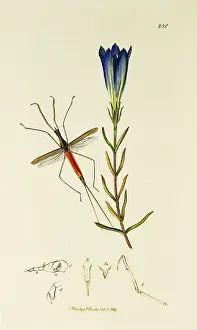 Scorpion: Curtis British Entomology Plate 281