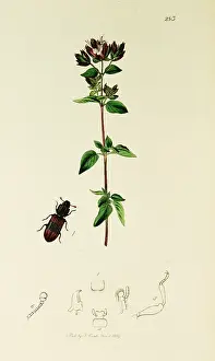 Crenata: Curtis British Entomology Plate 283
