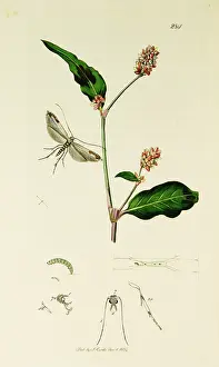 Polygonum: Curtis British Entomology Plate 284