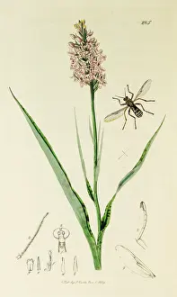 Fasciatus: Curtis British Entomology Plate 285
