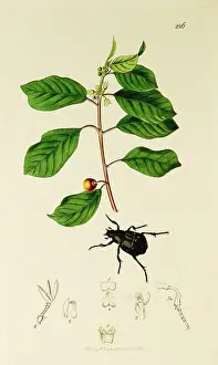 Frangula: Curtis British Entomology Plate 286