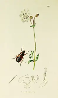 Maritima: Curtis British Entomology Plate 287