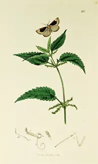 Nettle: Curtis British Entomology Plate 288