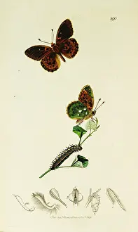 Argynnis: Curtis British Entomology Plate 290