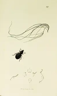 Roast: Curtis British Entomology Plate 291