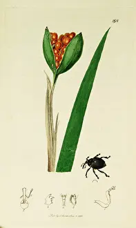 Mononychus: Curtis British Entomology Plate 292