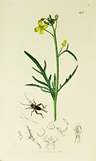 Trefoil: Curtis British Entomology Plate 293