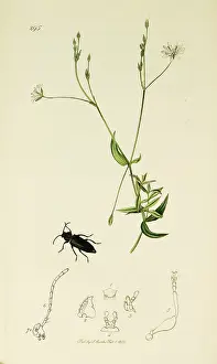 Thistle: Curtis British Entomology Plate 295